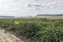 PigwowiecJaponski.pl